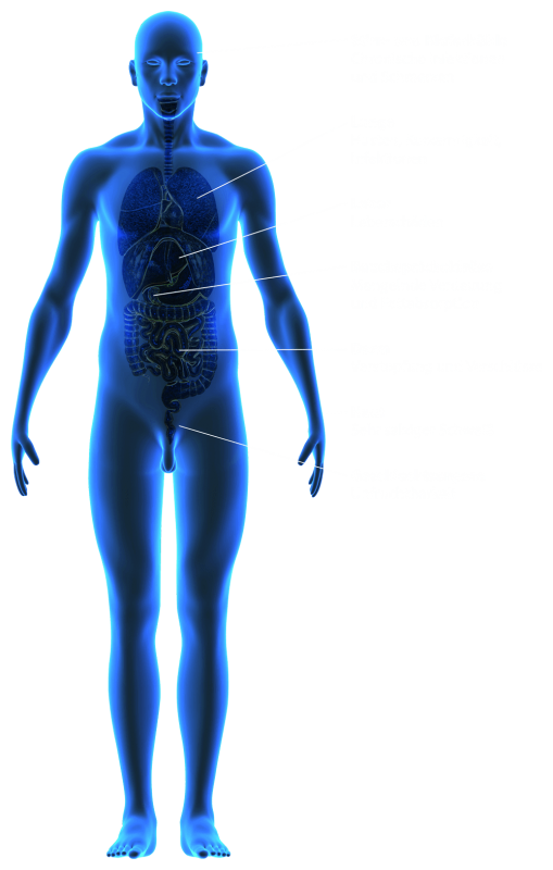 Körper Körper | koerper.png